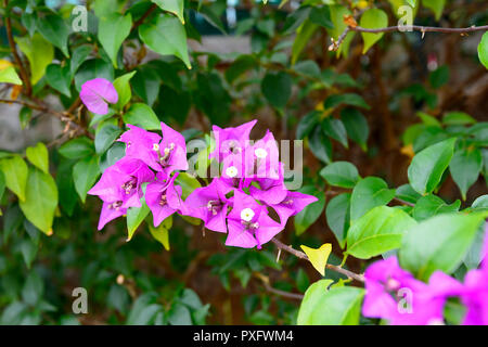 Rosafarbene Bougainvillea Blüten in einem tropischen Garten, Cairns, Far North Queensland, FNQ, QLD, Australien Stockfoto