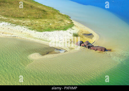 Luftbild des Südafrikanischen Nilpferd Familie. Kap hippopotamus ruht auf einem Ufer des St. Lucia Estuary in iSimangaliso Wetland Park, Südafrika. Stockfoto