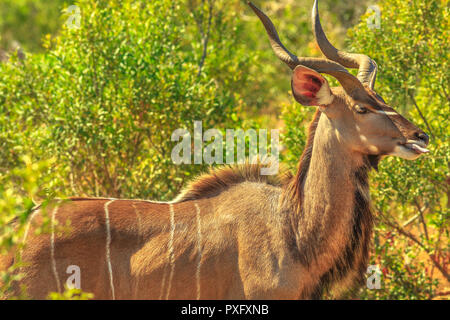 Männliche Kudus, eine antilopenarten im Buschland, Krüger Nationalpark, Südafrika. Nahaufnahme von der Seite. Game Drive Safari. Stockfoto