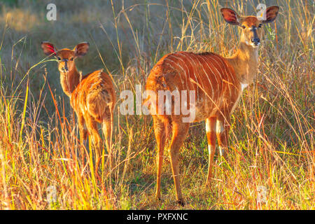 Zwei weibliche Kudus bei Sonnenuntergang, ein antilopenarten, Allert, in der Savanne. Krüger Nationalpark, Südafrika, in der trockenen Jahreszeit. Game Drive Safari. Stockfoto