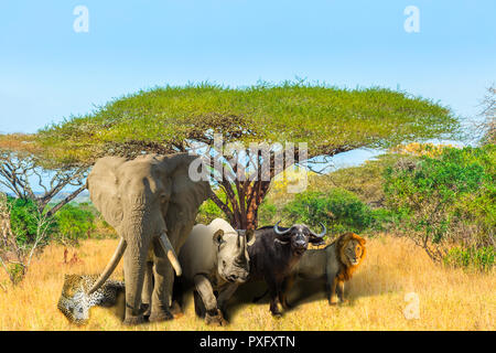 Afrikanische Akazie mit "Big Five": Leopard, Elefant, Spitzmaulnashorn, Büffel und Löwen in der Savanne Landschaft. African Safari Szene mit wilden Tieren. Kopieren Raum mit blauen Himmel. Stockfoto