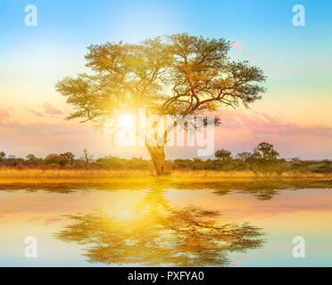 Afrikanischen Baum bei Sonnenaufgang auf einem Teich wider. Serengeti Wildlife Area in Tansania, Ostafrika. Afrika Safari Szene in der Savanne Landschaft. Stockfoto