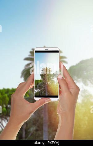 Ein Tourist ist ein Foto der grünen Palme ist mit seitlichen Flare durch die Sonne auf einem Handy fotografiert. Stockfoto