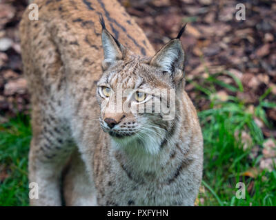 Eurasischen Luchs (Lynx lynx) unverlierbaren Foto Stockfoto