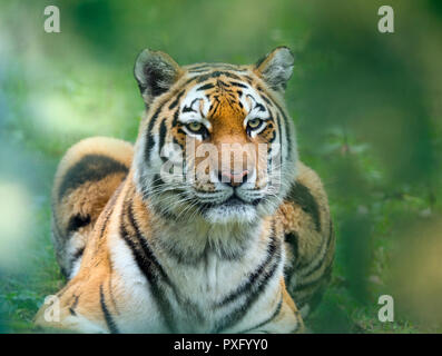 Sibirischer Tiger Panthera tigris tigris oder Amur Tiger Stockfoto