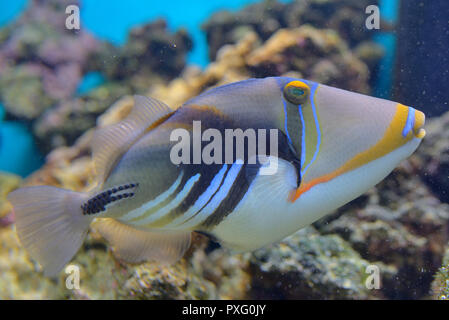 Lagune drückerfische Coral Reef Clown Drückerfisch Stockfoto