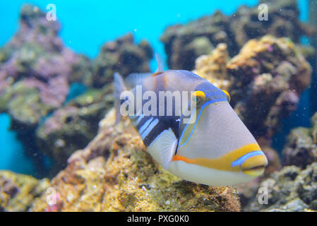 Lagune drückerfische Coral Reef Clown Drückerfisch Stockfoto