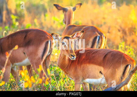 Weibliche Springböcke, Antidorcas marsupialis, in der Natur Grünland Lebensraum. UMkhuze Game Reserve in Südafrika. Der springbock ist eine mittelgroße Antilope. Stockfoto