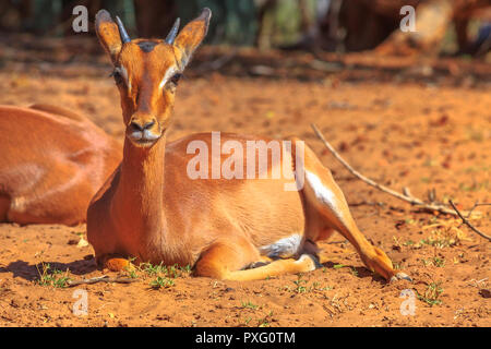 Vorderansicht des Weiblichen, Antidorcas marsupialis Springbok, sitzen im roten Sand der Wüste. UMkhuze Game Reserve in Südafrika. Der springbock ist eine mittelgroße Antilope. Stockfoto