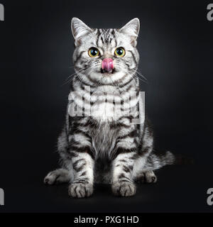 Ausgezeichnete markiert schwarz silber gestromt Britisch Kurzhaar Katze Katze, sitzend vorne an der Kamera schaut und die Zunge, auf isolierte b Stockfoto