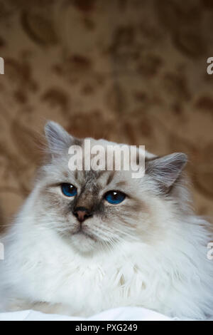 Profil head-shot von cremig weiß Medium - behaarte Birman Rassekatze Stockfoto