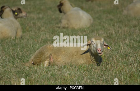 Schafe auf der Weide - Schafe auf dem Grün Stockfoto