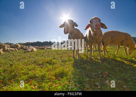 Schafe beim Weiden auf der Wiese - schafsherde am Kalscheurer Weiher Stockfoto