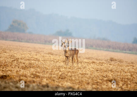 Rotwild in Morgen Stockfoto