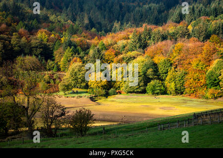 Die freiliegenden stream Bett von Derwent Valley aufgrund der niedrigen Wasserstände im Peak District, ENGLAND Stockfoto