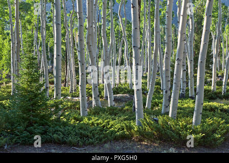 Beben Aspen Grove" Pando Klon", auch als Zittern Riese, klonale Kolonie eines einzelnen männlichen Beben Aspen bekannt. Stockfoto