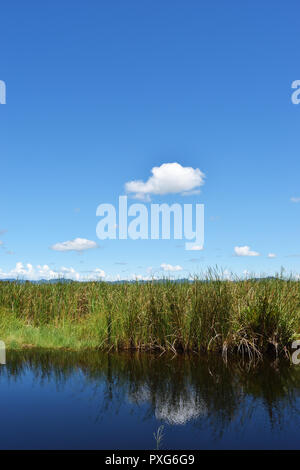 Grünes Feld von rohrkolben in Feuchtgebieten mit Cumulus Wolke und blauer Himmel im Hintergrund Stockfoto