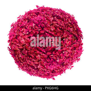 Schöne Kugel rosa/rot Bush auf weißem Hintergrund Stockfoto