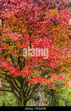 Liquid Amber Tree Queenstown Gardens NZ Stockfoto