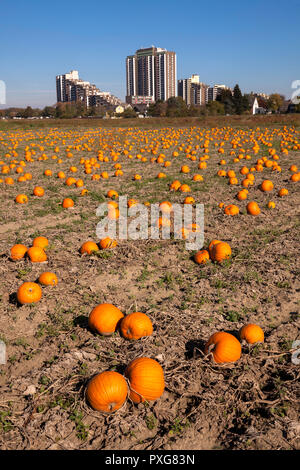 Hochhausanlage auf dem Koelnberg im Bezirk Meschenich, Feld mit Pumkins, Köln, Deutschland. Hochhauskomplex auf dem Kölnberg im Stadtteil Stockfoto