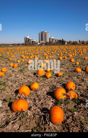 Hochhausanlage auf dem Koelnberg im Bezirk Meschenich, Feld mit Pumkins, Köln, Deutschland. Hochhauskomplex auf dem Kölnberg im Stadtteil Stockfoto