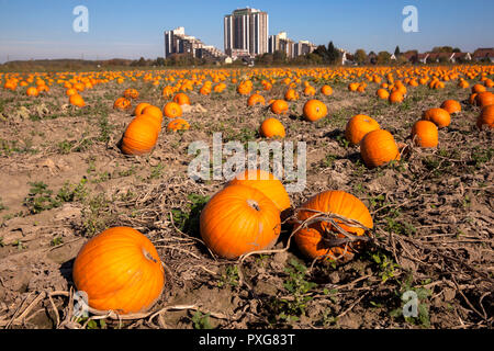 Hochhausanlage auf dem Koelnberg im Bezirk Meschenich, Feld mit Pumkins, Köln, Deutschland. Hochhauskomplex auf dem Kölnberg im Stadtteil Stockfoto