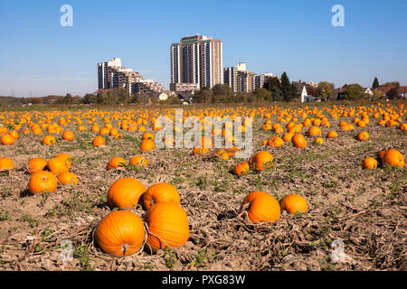 Hochhausanlage auf dem Koelnberg im Bezirk Meschenich, Feld mit Pumkins, Köln, Deutschland. Hochhauskomplex auf dem Kölnberg im Stadtteil Stockfoto