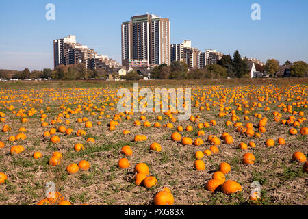 Hochhausanlage auf dem Koelnberg im Bezirk Meschenich, Feld mit Pumkins, Köln, Deutschland. Hochhauskomplex auf dem Kölnberg im Stadtteil Stockfoto