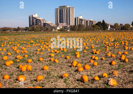 Hochhausanlage auf dem Koelnberg im Bezirk Meschenich, Feld mit Pumkins, Köln, Deutschland. Hochhauskomplex auf dem Kölnberg im Stadtteil Stockfoto