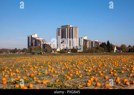 Hochhausanlage auf dem Koelnberg im Bezirk Meschenich, Feld mit Pumkins, Köln, Deutschland. Hochhauskomplex auf dem Kölnberg im Stadtteil Stockfoto