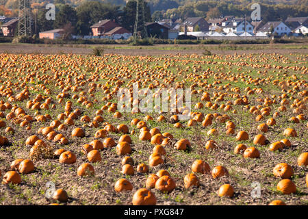 Feld mit Pumkins im Bezirk Meschenich, Köln, Deutschland. Feld mit Kuerbissen im Stadtteil Meschenich, Köln, Deutschland. Stockfoto