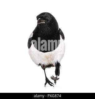 Gemeinsame Elster, Pica Pica, vor weißem Hintergrund Stockfoto