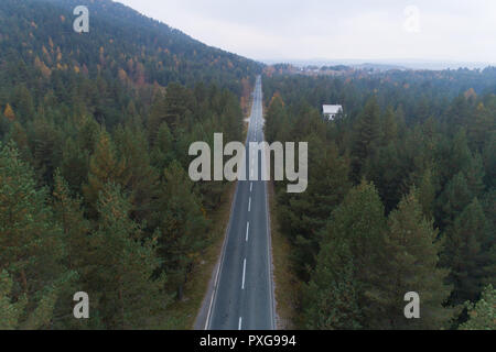 Leere Straße durch den Kiefernwald Luftaufnahme