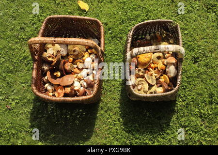 Pilze im Korb auf dem grünen Rasen Stockfoto