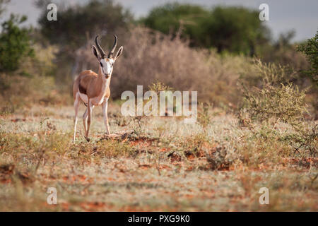 Springbock Widder am Photographen aus Augenhöhe Perspektive starrte. Stockfoto