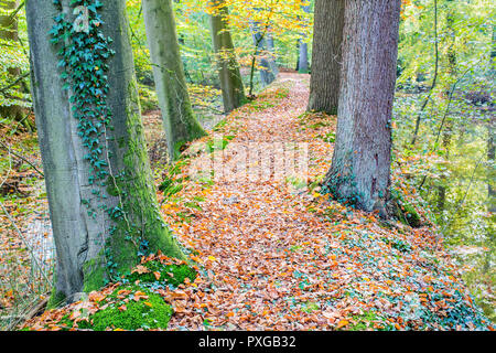 Herbst mit Buche und Eiche Baumstämmen entlang dem Wasser im Wald Stockfoto