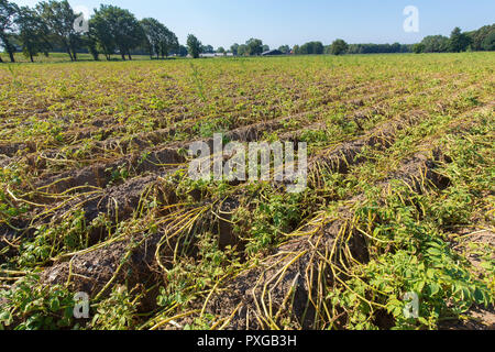 Getrocknete Kartoffeln Pflanzen auf niederländisch Feld in trockenen Sommer Stockfoto