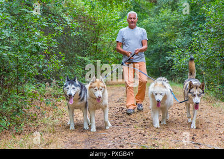 Mann mit vier husky Hunde in der Natur Stockfoto