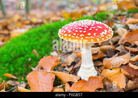 Eine blühende Fly agaric Rot mit weißen Flecken in Wald Stockfoto