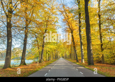 Gerade Straße durch europäische Wald im Herbst an einem sonnigen Tag Stockfoto