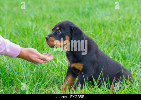 Junge rottweiler Hund im Gras bekommt Essen auf der Hand Stockfoto