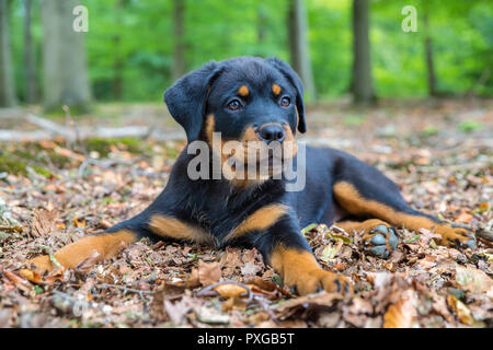 Junge rottweiler Hund liegend auf Buche Wald boden Stockfoto