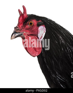 La Fleche Huhn vor weißem Hintergrund Stockfoto