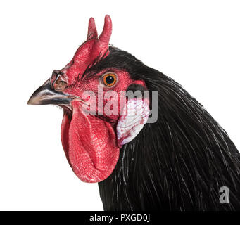 La Fleche Huhn vor weißem Hintergrund Stockfoto