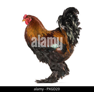 Brahma Hahn, vor weißem Hintergrund Stockfoto