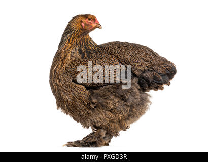 Brahma Huhn, stehend vor weißem Hintergrund Stockfoto