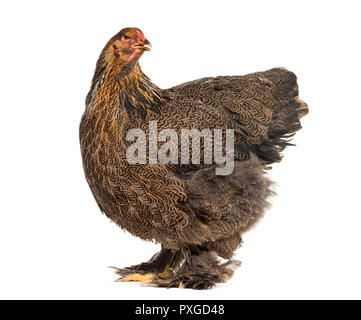 Brahma Huhn, stehend vor weißem Hintergrund Stockfoto
