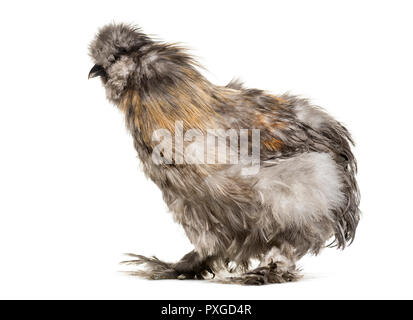 Silkie Henne, manchmal buchstabiert Seidig, vor weißem Hintergrund Stockfoto