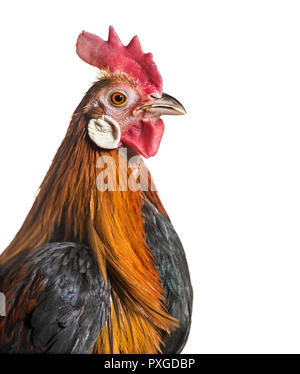 Phoenix Huhn, eine deutsche Rasse von Long-tailed Huhn, gegen die weißen Hintergrund schließen Stockfoto