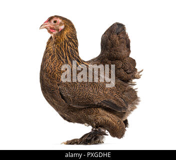 Brahma Huhn, stehend vor weißem Hintergrund Stockfoto